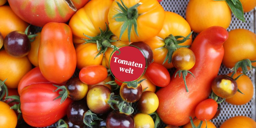 Tomatenwelt Folge 2 Header