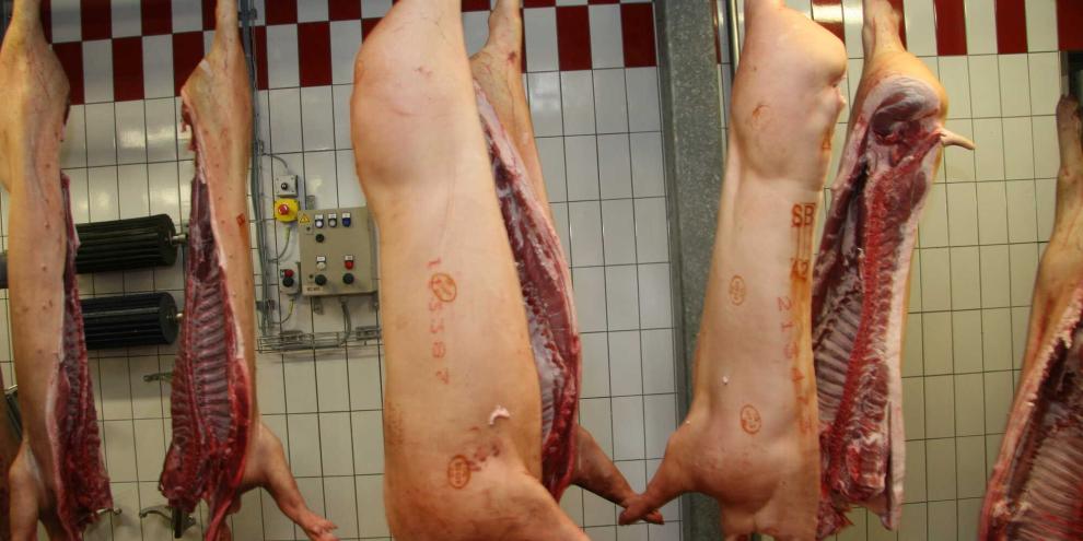 Schweineschlachtung ist ein hartes Geschäft mit engen Margen. Bekommt Perleberg nochmal ein Chance? (Symbolfoto)