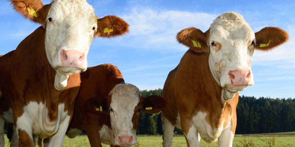 Fleckvieh-Ohrmarke_AdobeStock_92971174