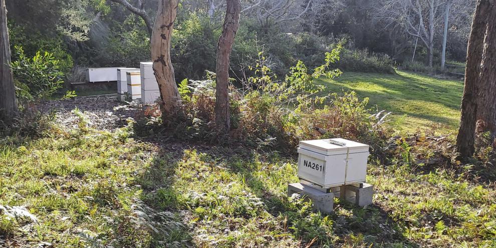 Am Bienenstand des Northern Beaches Beekeepers Club, den Hobbyimker Vince Schneyder vor einigen Jahren in Syndey gründete.