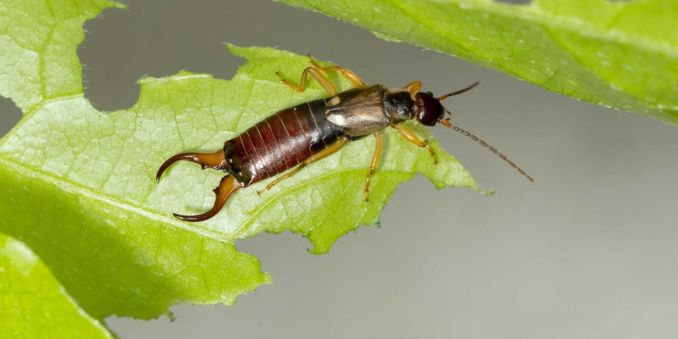 Der Ohrwurm ist nur einer von vielen Nützlingen im Garten.
