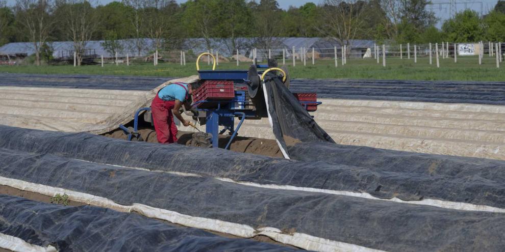 Saisonkräfte bei der Spargelernte