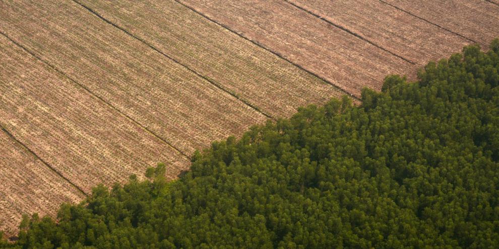 Acker-Wald-AdobeStock_1869062805