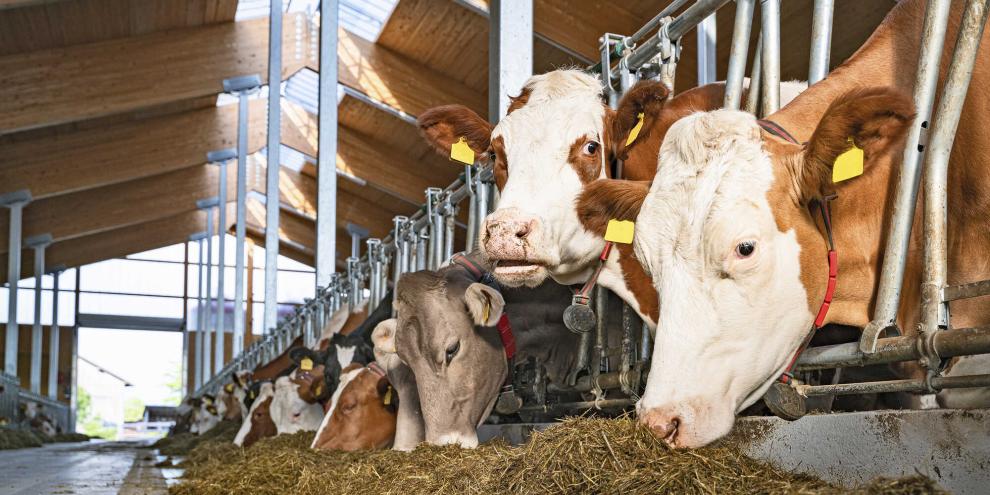 Die Fressdauer unterscheidet sich zwischen den einzelnen Rassen. Das zeigte eine Studie der Universität Gießen.