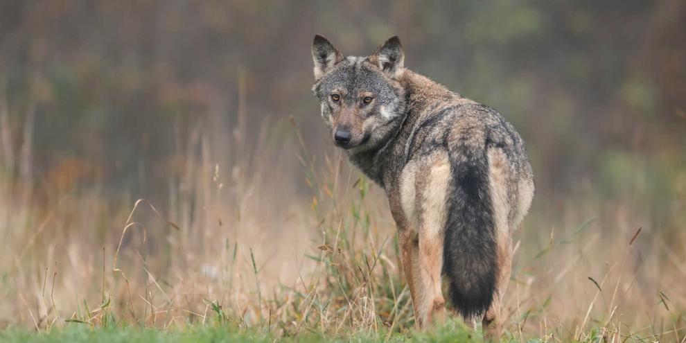 Der Bundesrat hat heute den nächsten Schritt zur Wolfsbejagung getätigt (Symbolbild).