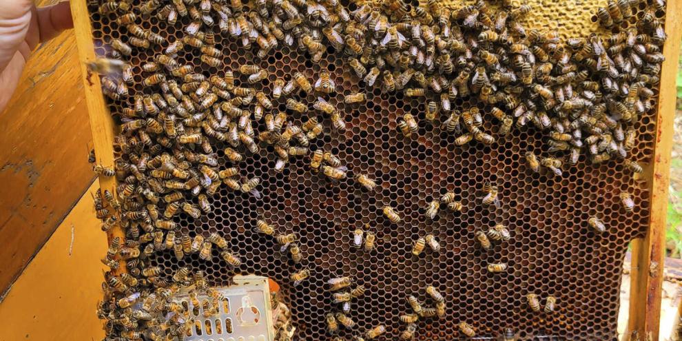 Bevor die Königin in die Wabentasche darf, muss sie gekäfigt werden, damit alle Brut verdeckelt wird.