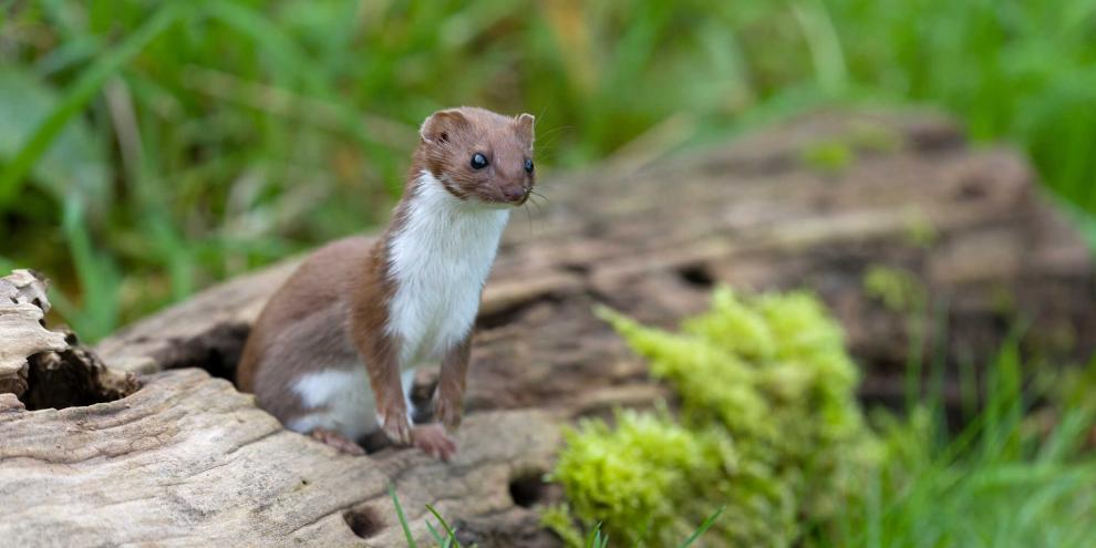 ein Mauswiesel hält auf einem Ast in der Wiese Ausschau