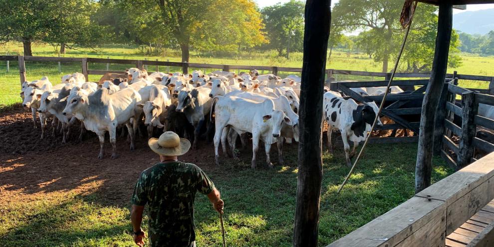 Die Kontrollsysteme in Brasilien haben Schwächen. Hormonbehandelte Tiere kommen immer wieder in den Export nach Europa.