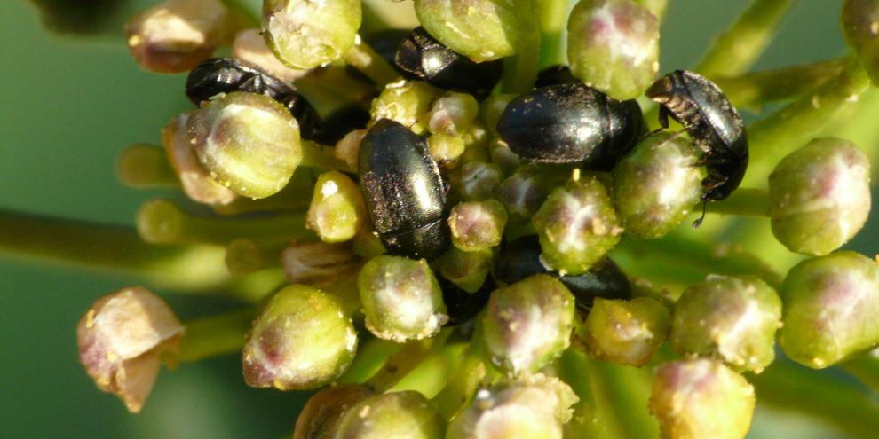 Das Buffet ist reich gedeckt: Rapsglanzkäfer machen sich über Rapsknospen her. Solange die noch geschlossen sind, kann der Schaden beträchtlich sein.