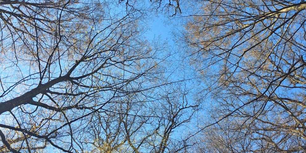 Mit dem internationalen Tag des Waldes beginnt der Frühling in Deutschland