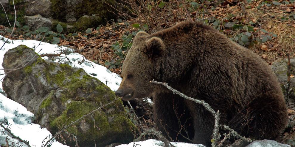 Mittlerweile scheinen die Bären aus ihrer Winterruhe erwacht zu sein.
