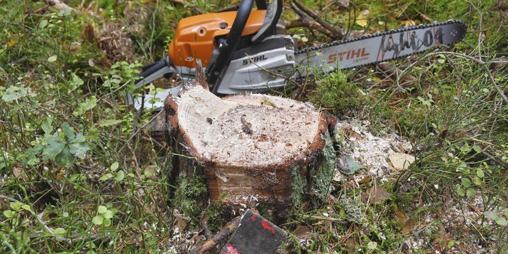 Die Fällung mit der Motorsäge ist im Süden Deutschlands üblicher als der Harvestereinsatz - das zeigt sich auch anhand der Unfallstatistik.