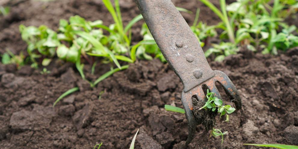 Mit dem falschen Saatbett zum unkrautfreien Saatbeet.