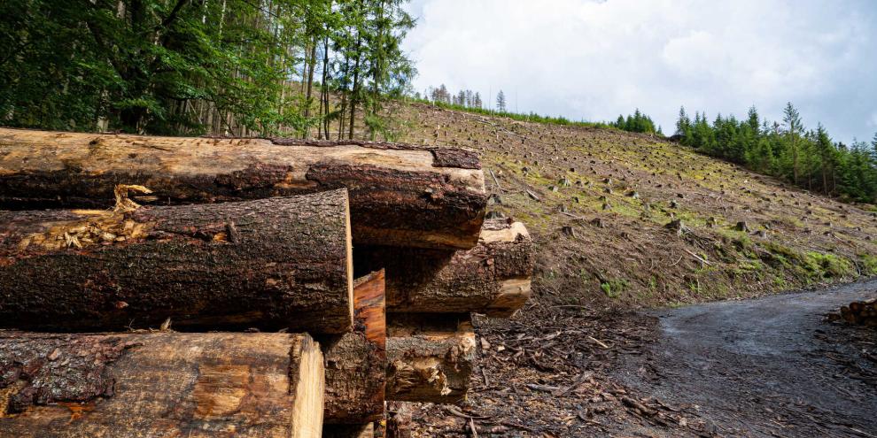 Schadholz-Windbruch-AdobeStock_485669647