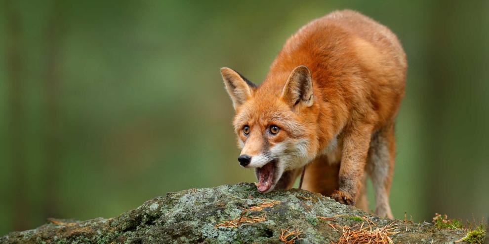 Einen Nachweis darüber, dass Füchse Wolfswelpen angreifen, gab es bisher nicht.