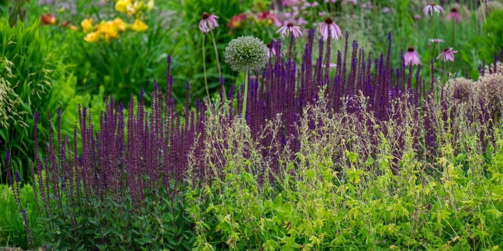 Verschiedene Blütenformen im Staudenbeet