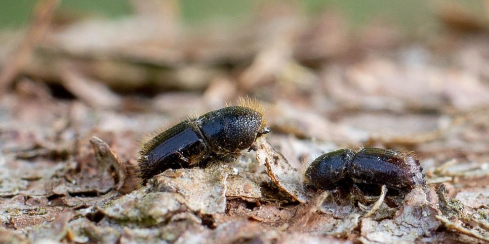 Buchdrucker sind dichter mit dem Pilznetzwerk verwoben, als bisher angenommen
