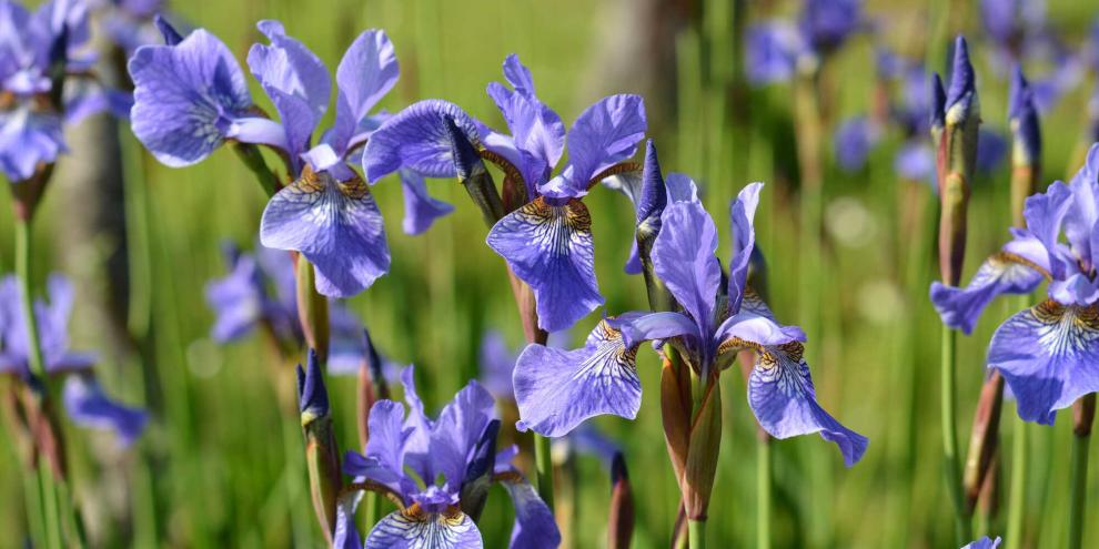 Die üppige Blütenpracht der Bart-Iris zieht alle Blicke auf sich.