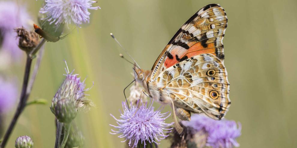Distelfalter