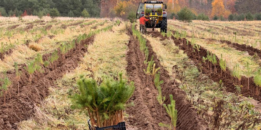 Firma Jassmann pflanzt Kiefern in der Roten Jahne.