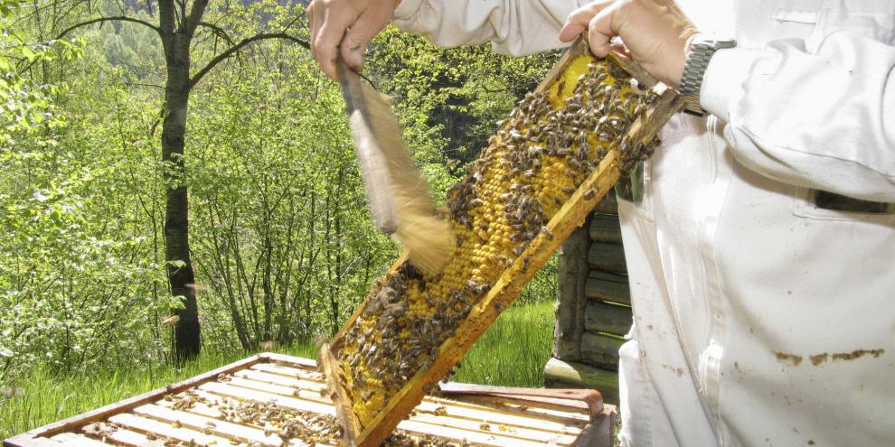 Die verdeckelten Drohnenrahmen fegt man mit schnellen zackigen Bewegungen von oben nach unten bienenfrei.