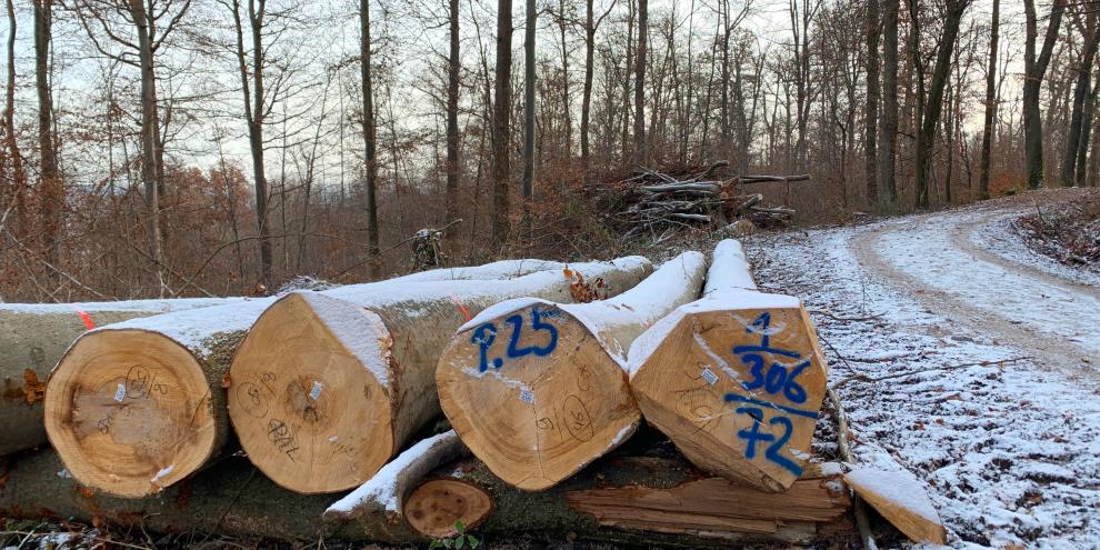 Ist der Holzverkauf nach wie vor die wichtigste Ertragsquelle im Forst?