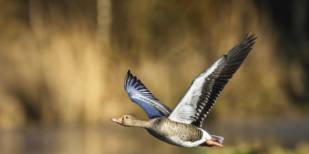 Graugänse leben am und auf dem Wasser.