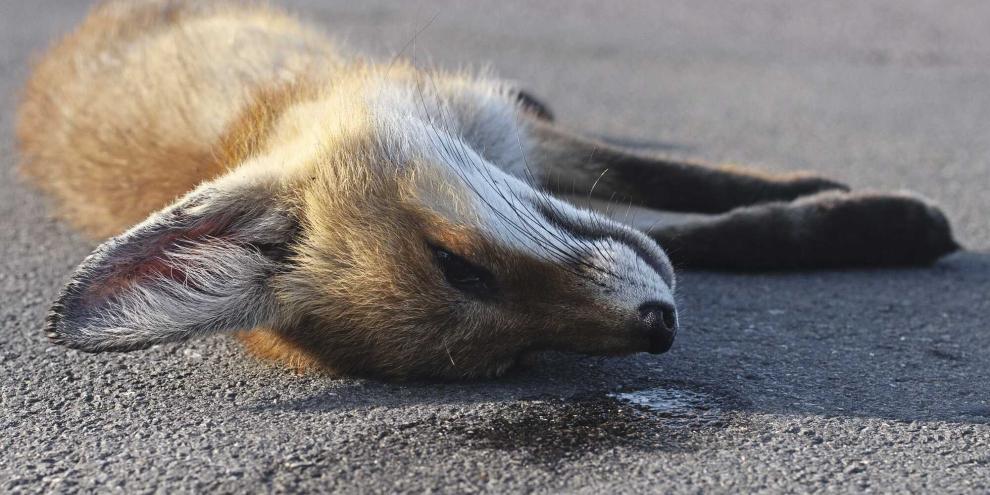 Ein Großteil der Jungfüchse überlebt das erste Lebensjahr nicht.