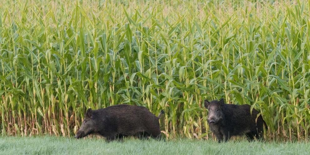 Wildschweine-Maisfeld-AdobeStock_454896805