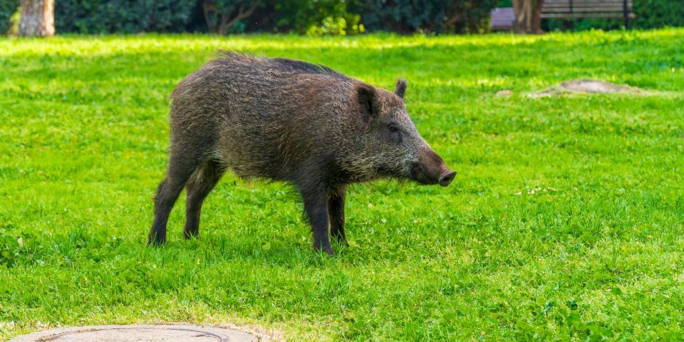 Im Landkreis Harz treiben Wildschweine ihr Unwesen und verwüsten Grünflächen, Gärten und Co., wogegen nun die verstärkte Jagd helfen soll.