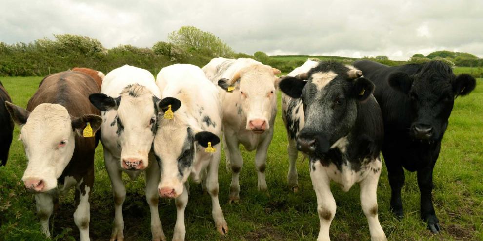 Rinder auf einer Weide in Wales