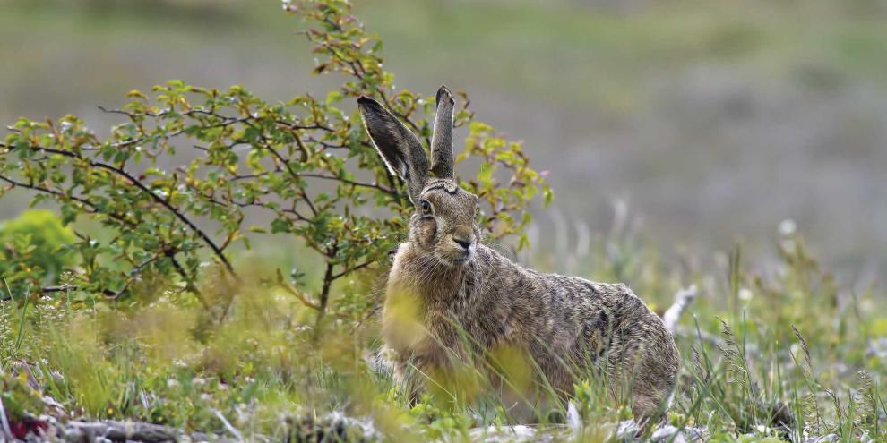Laut aktuellen Zahlen leben in Deutschland 19 Feldhasen pro Quadratkilometer.