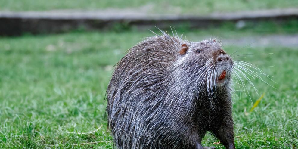 In Brandenburg forciert eine Stadt die Jagd auf Nutrias.