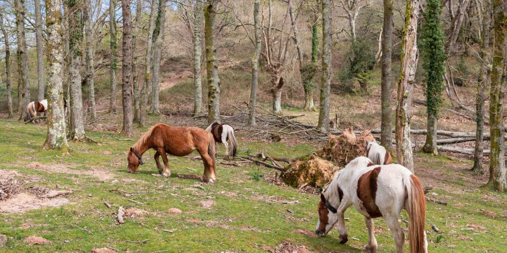 Pferde-im-Wald-AdobeStock_768993447