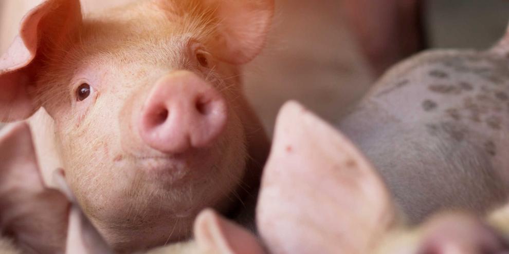 Die brasilianische Genossenschaft Aurora will 200 Mio. Euro in die Schweinehaltung investieren.