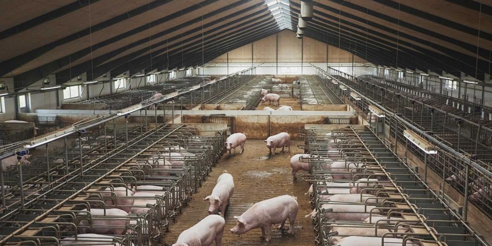 Ein breites Bündnis in Dänemark will die dänische Schweinehaltung grundlegend umbauen. Die intensive Schweinehaltung würde die Bürger belasten.