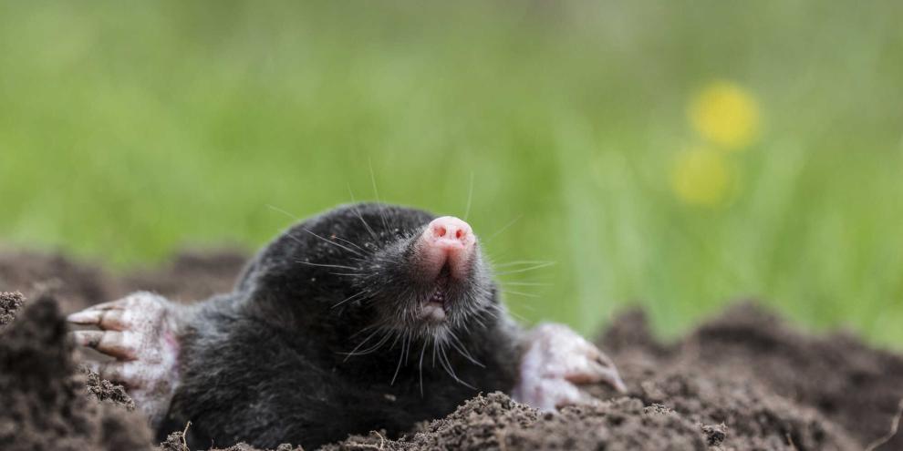 Mit seinen Schaufeln gräbt der Maulwurf unterirdische Tunnelsysteme.