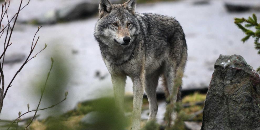Im Enztal könnte demnächst nach Ansicht von Experten das erste Wolfsrudel im Nordschwarzwald entstehen (Symbolbild).