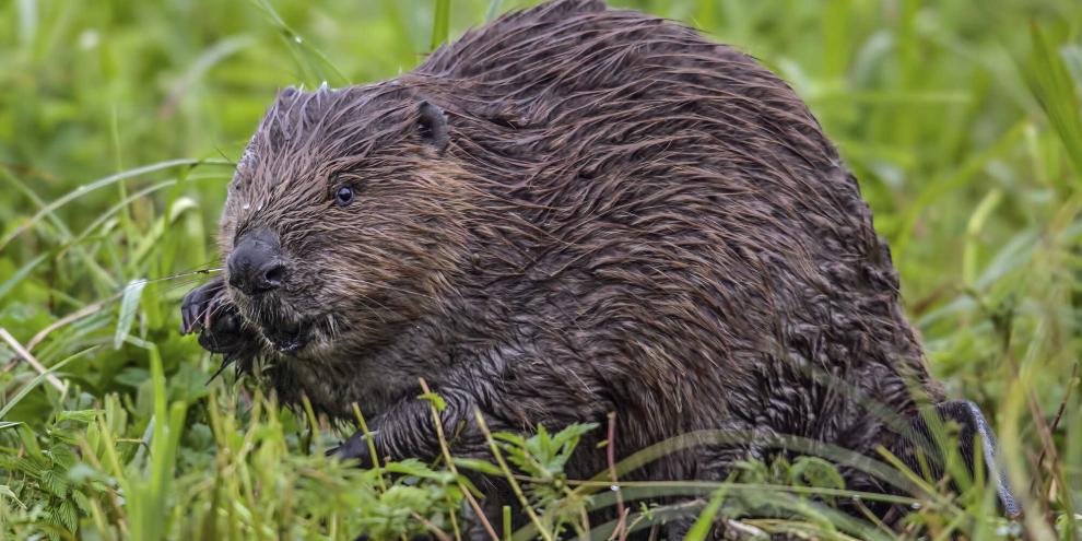 Der Biber ist nach EU-Recht streng geschützt und könnte durch die Verunreinigung seines Lebensraums mit Diesel erheblich beeinträchtigt werden.