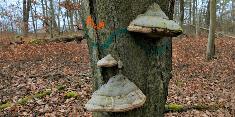 Der Zunderschwamm ist gut zu erkennen und ein Warnhinweis für Waldbesitzer.