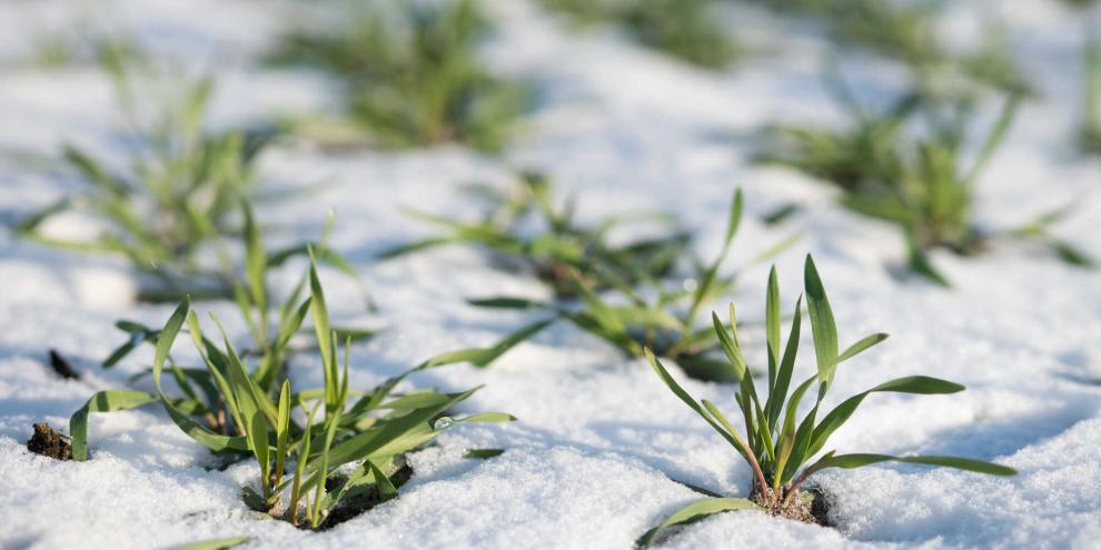 Keine Frühlingsgefühle: Vielerorts wird das Wintergetreide eine weiße Decke bekommen.