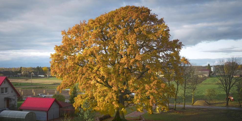Die „Eiche von Laukiai“ (Quercus robur)