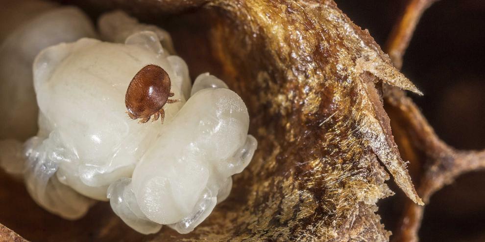 Das Dialkoxybenzol könnte als weiteres Varroazid gegen Varroa-Milben unterstützen.