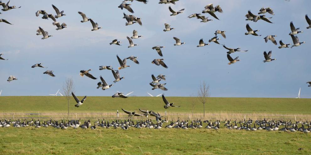 Es gibt Alternativen zu Deutschem Weidelgras, die auch bei Gänsefraß gute Erträge liefern können.