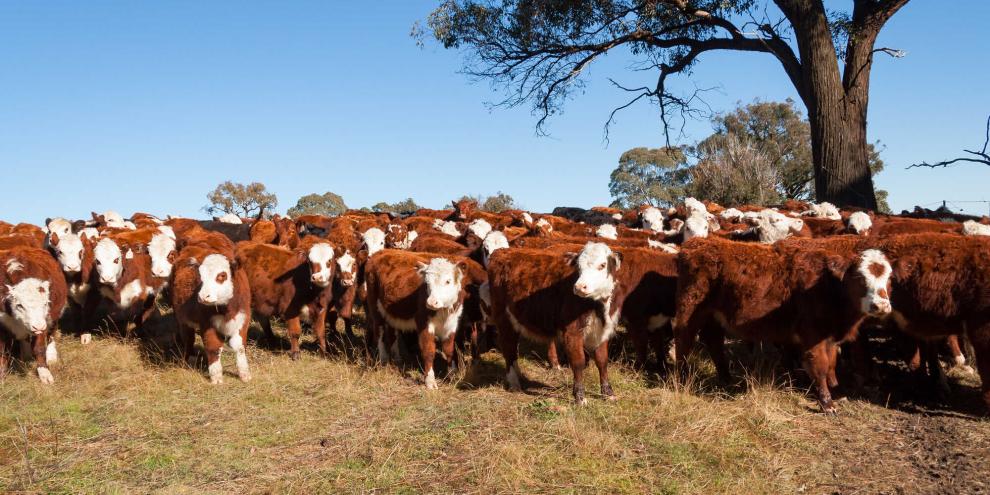 Hereford-Rinder auf einer Weide in Australien