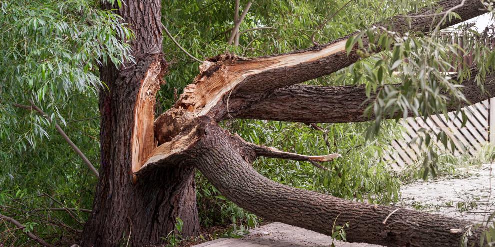 Wem ein Baum gehört, sollte ihn im Auge behalten. (Symbolbild)