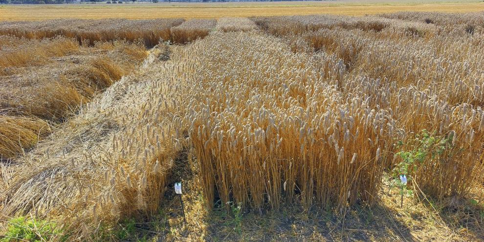 Im LSV zeigten sich die meisten Sorten recht standfest. Trotzdem sollte eine Grundabsicherung mit Wachstumsreglern immer erfolgen - denn lagernder Weizen kostet Ertrag, Qualität und Zeit.