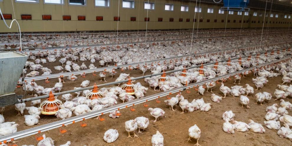 Geflügelstall-Geflügelmast-AdobeStock_254278001