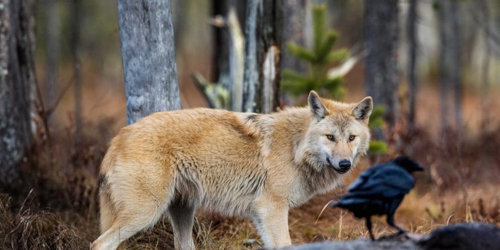 Die Beziehung zwischen Wolf und Rabe war Thema einer aktuellen Studie.