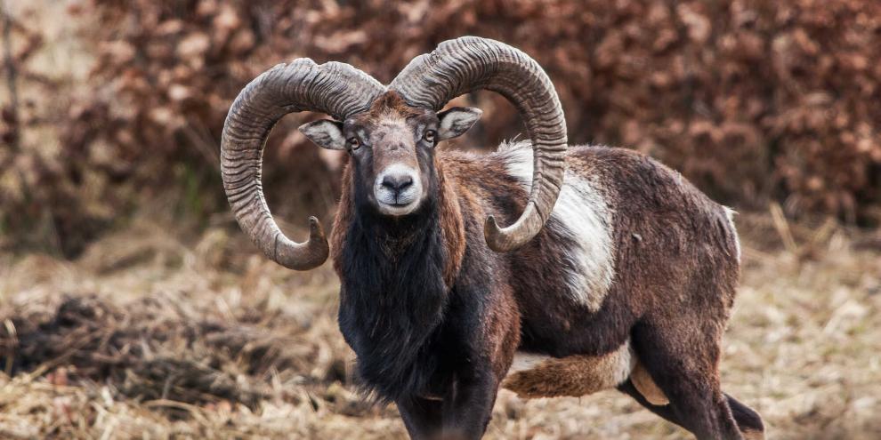 In Thüringen gibt es Neuigkeiten zur Debatte über den Umgang mit dem Muffelwild im Saale-Orla-Kreis.